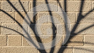 Structure of a plant or tree adding visual interest with their