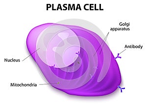 Structure of the Plasma cell