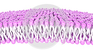 Structure of the plasma membrane of a cell. Lipids and fats