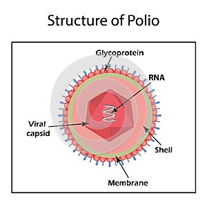 The structure of the polio virus. Enterovirus. photo