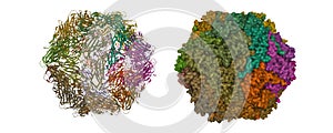 Structure of porcine circovirus 2