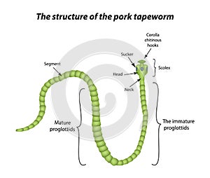 The structure of the pork tapeworm. Vector illustration on isolated background