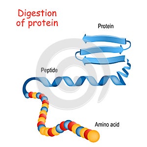 Structure of Protein from amino acid to peptide, and protein. Close-up of protein molecule