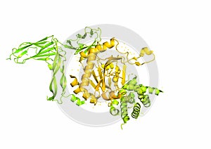 The structure of the protein molecule, an activator of angiogenesis photo