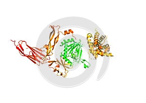 The structure of the protein molecule, an activator of angiogenesis photo