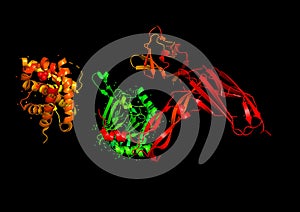 The structure of the protein molecule, an activator of angiogenesis photo