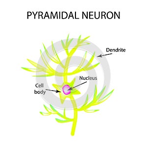 The structure of the pyromidal neuron. Nerve cell. Infographics. Vector illustration on background