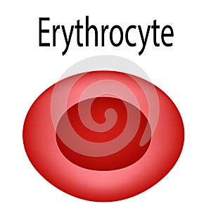 The structure of the red blood cell. Erythrocyte blood cell. The structure of the erythrocyte. Infographics. Vector