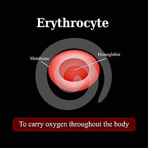 The structure of the red blood cell. Erythrocyte. Vector illustration