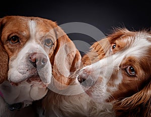 Generated image of two dogs on a dark blue background