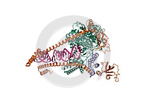 Structure of replicating SARS-CoV-2 polymerase