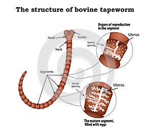 Estructura de reproductivo autoridades de carne de res tenia. infografias. ilustraciones sobre el 