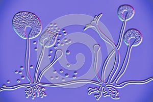 Structure of Rhizopus mold, also known as bread mold photo