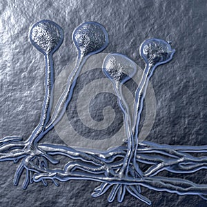 Structure of Rhizopus mold, also known as bread mold photo
