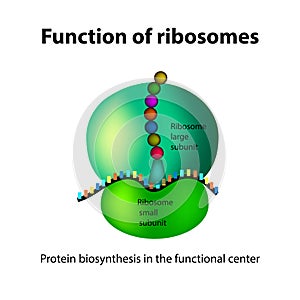 The structure of the ribosome. Functions. Infographics.