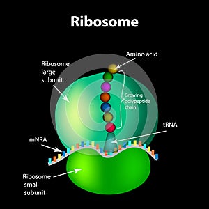 The structure of the ribosome. Infographics. Vector illustration photo