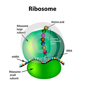 The structure of the ribosome. Infographics. Vector illustration on isolated background photo