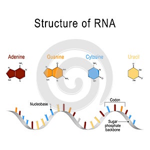 Structure of RNA photo