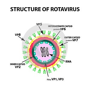 The structure of rotavirus. Infographics. Vector illustration on isolated background.