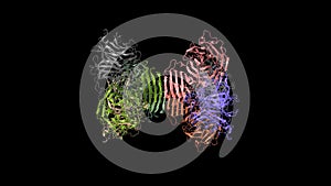 Structure of Saccharomyces cerevisiae invertase octamer