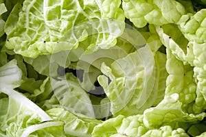 Structure of salad leaf