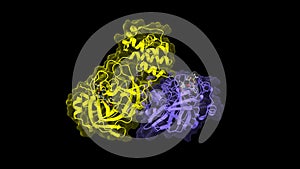 Structure of SARS-Cov-2 main protease dimer interacting with antiviral drug, narlaprevir