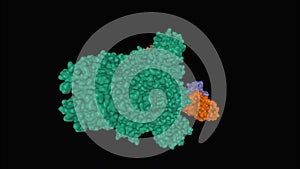 Structure of the SARS-CoV-2 spike glycoprotein homotrimer green in complex with the S309 antibody Fab brown and violet