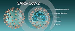 Structure of the SARS-CoV-2 coronavirus molecule in full and in section.