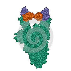 Structure of the SARS-CoV-2 spike glycoprotein green in complex with the C105 neutralizing antibody Fab fragment photo