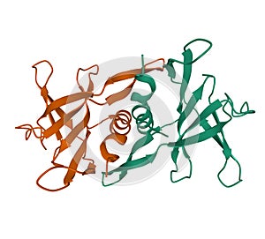 Structure of the SARS Nsp9 protein homodimer