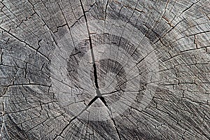 Structure of a sawn tree trunk photo