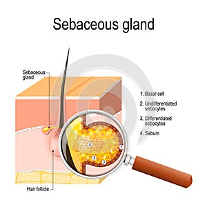 Structure of the Sebaceous gland.