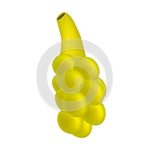 The structure of the sebaceous gland. Infographics. Vector illustration on background