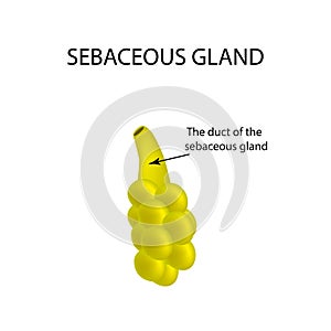 The structure of the sebaceous gland. Infographics. Vector illustration on isolated background