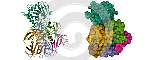 Structure of shiga toxin