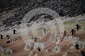 Penguin Highway on Paulet Island