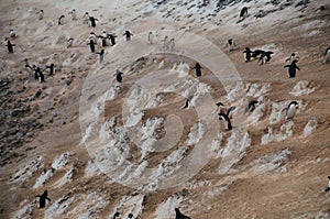 Penguin Highway on Paulet Island