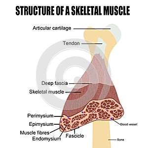 Structure of a skeletal muscle photo