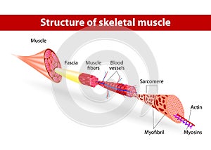 Estructura de esquelético músculo 