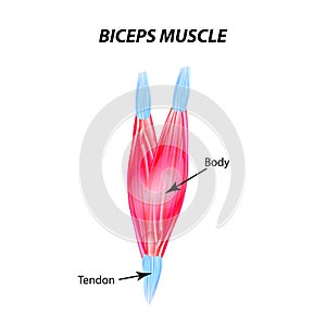 The structure of skeletal muscle. Biceps muscle. Tendon. Infographics. Vector illustration on isolated background.