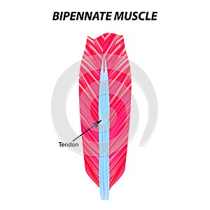 The structure of skeletal muscle. Bipennate muscle. Tendon. Infographics. Vector illustration on isolated background.