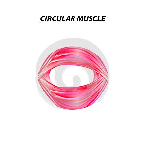 The structure of skeletal muscle. Circular muscle. Tendon. Infographics. Vector illustration on isolated background.
