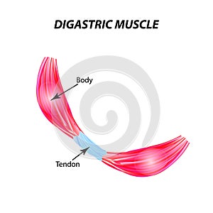 The structure of skeletal muscle. digastric muscle. Tendon. Infographics. Vector illustration on isolated background.