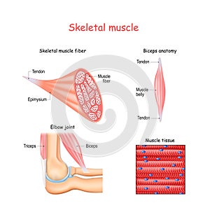 Structure of skeletal muscle fibers. Biceps and Triceps anatomy