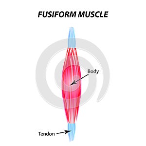 The structure of skeletal muscle. fusiform muscle. Tendon. Infographics. Vector illustration on isolated background.