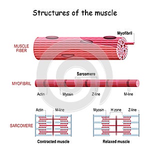 Structure Skeletal Muscle. myofibril with  sarcomeres. Close-up of actin and myosin photo