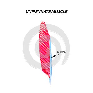 The structure of skeletal muscle. Unipennate muscle. Tendon. Infographics. Vector illustration on isolated background.