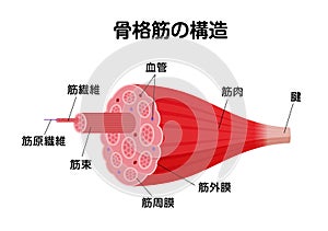 Structure of skeletal muscle vector illustration