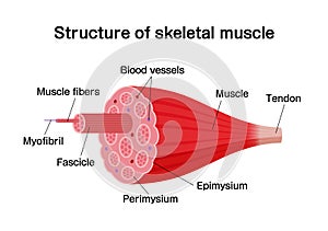 Structure of skeletal muscle vector illustration