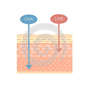 The structure of the skin. How UVA and UVB work. On a white background